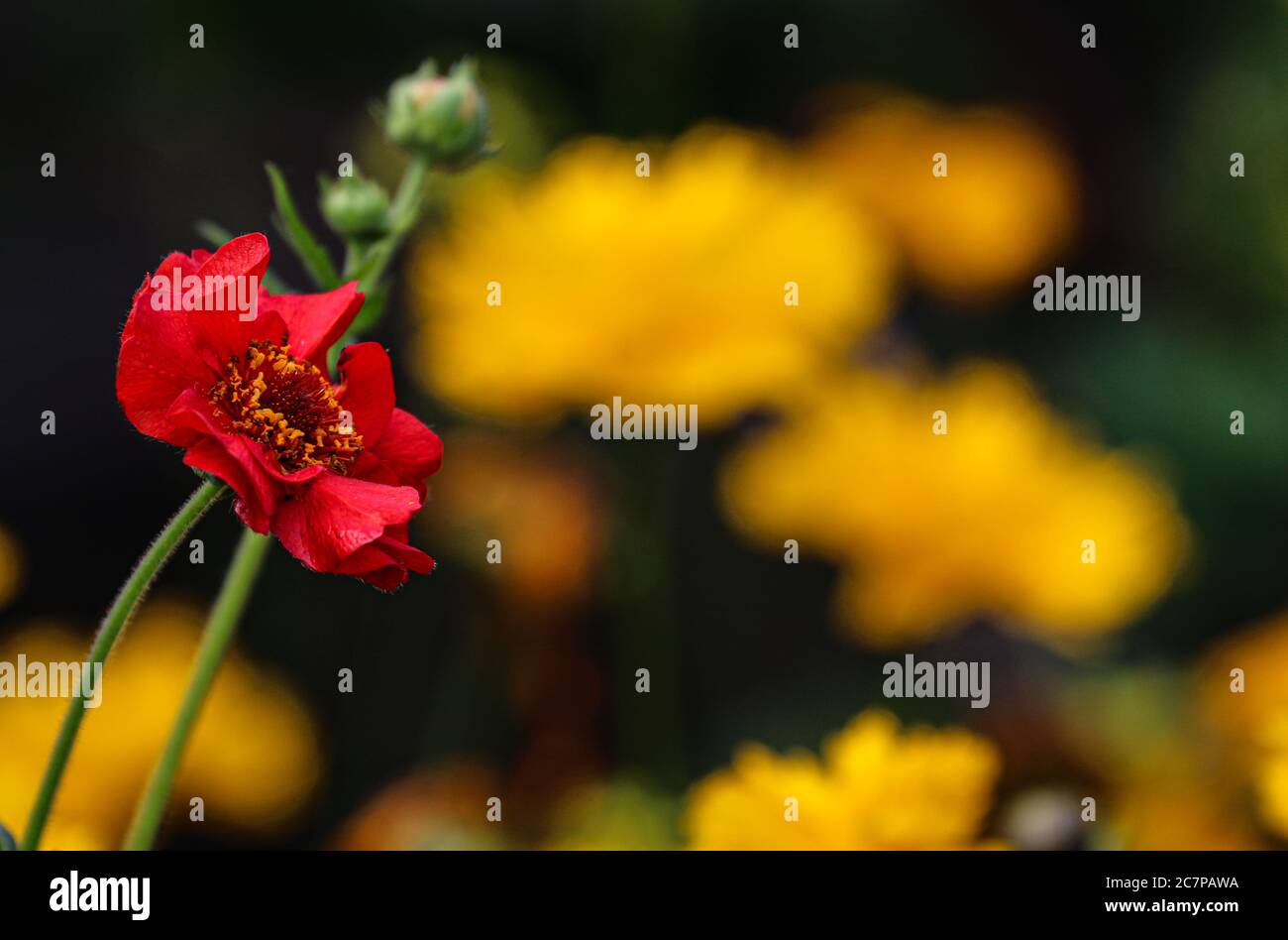 Einzelne rote Geum Blume mit ungeöffneten Knospen vor abstraktem, unscharf gelbem Hintergrund gesetzt Stockfoto