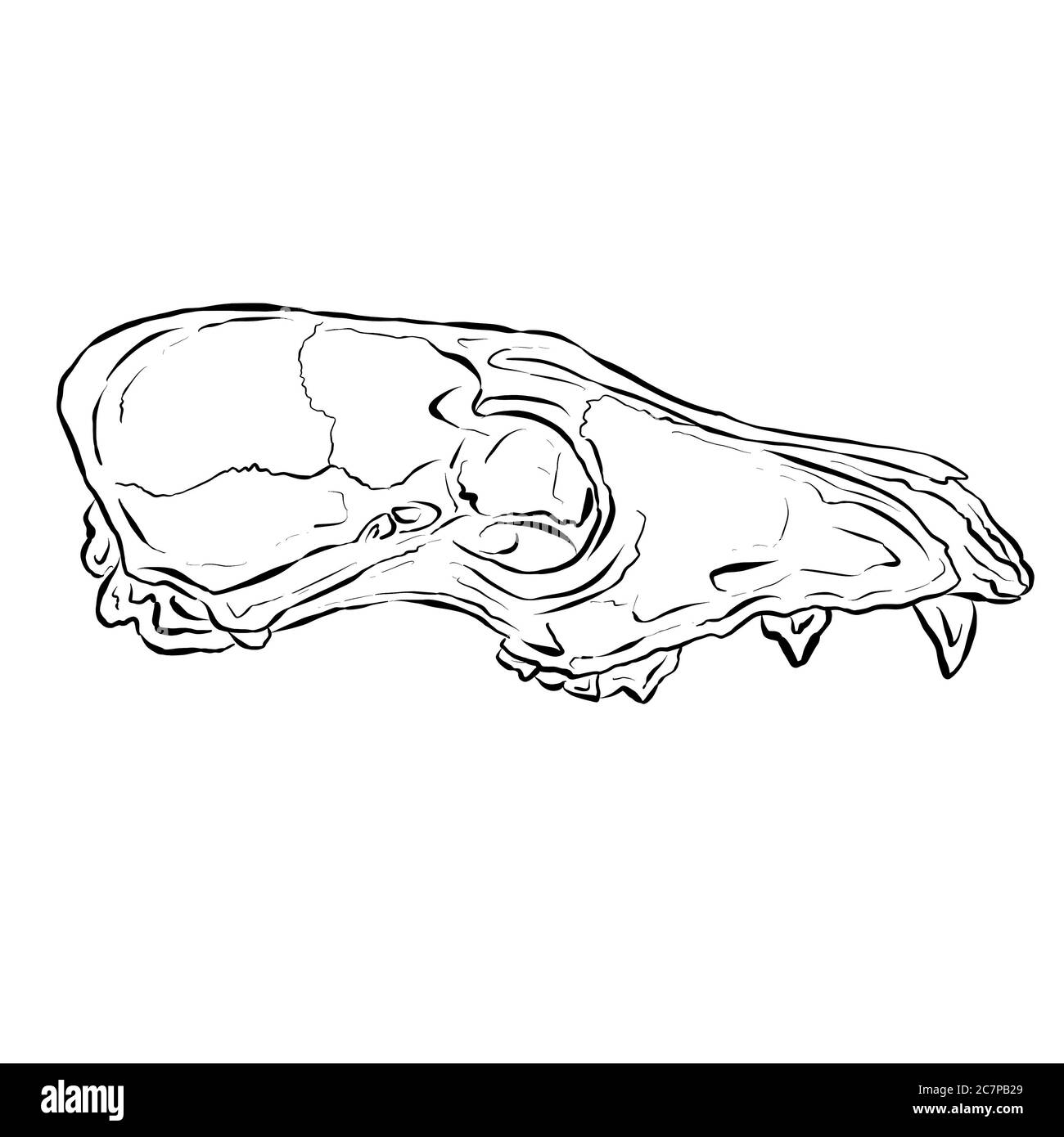 Black Line Art Skizze eines Tierschädels auf weißem Hintergrund Stockfoto