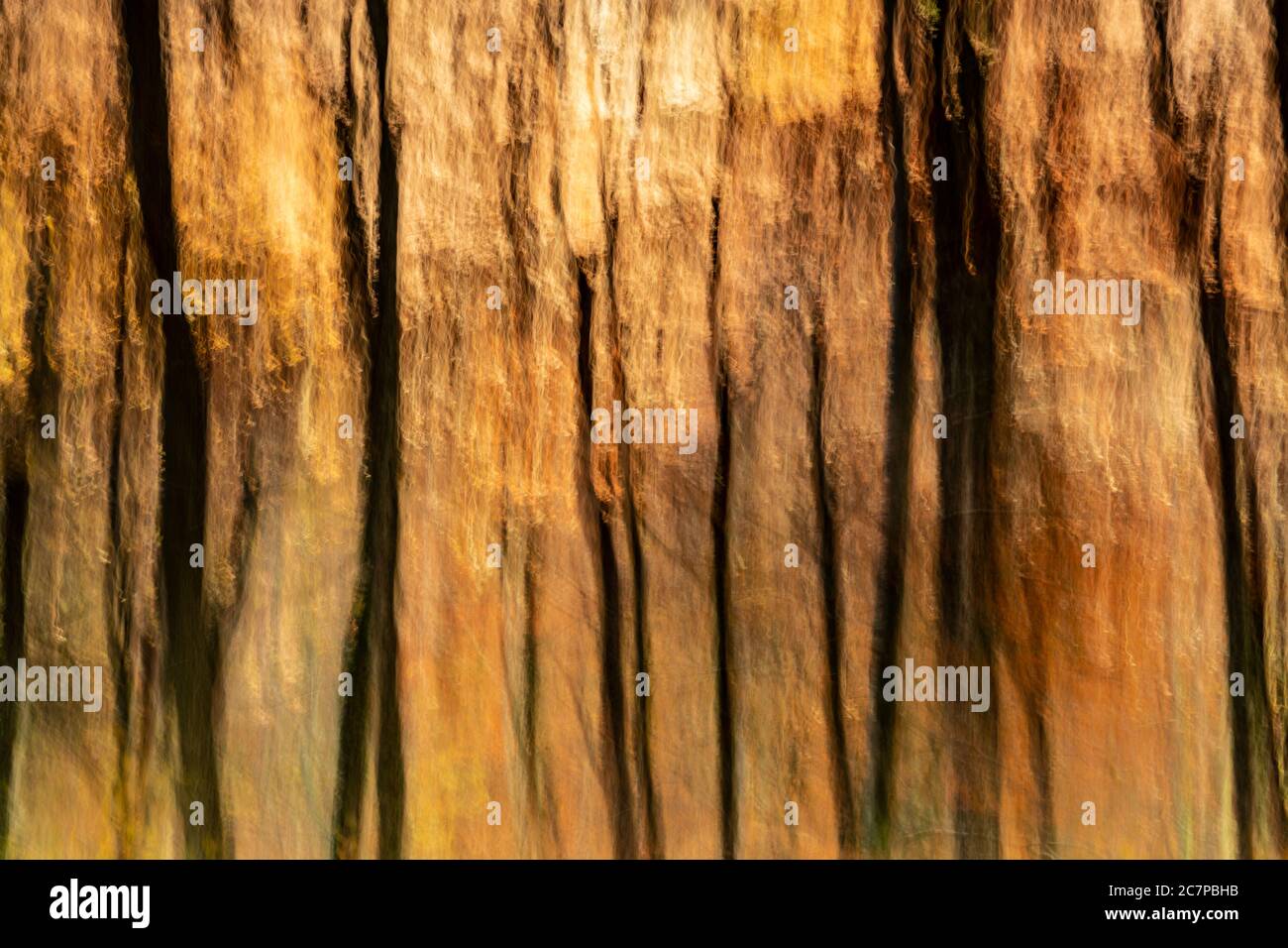 Abstract ICM Herbstfarben im Wald Stockfoto