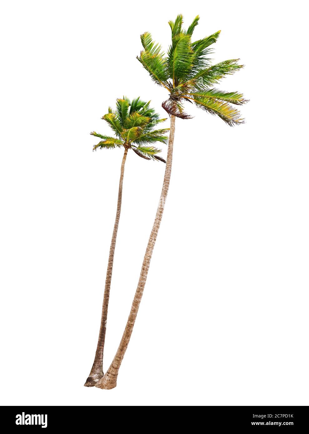 Kokosnuss-Palmen, isoliert auf weißem Hintergrund Stockfoto
