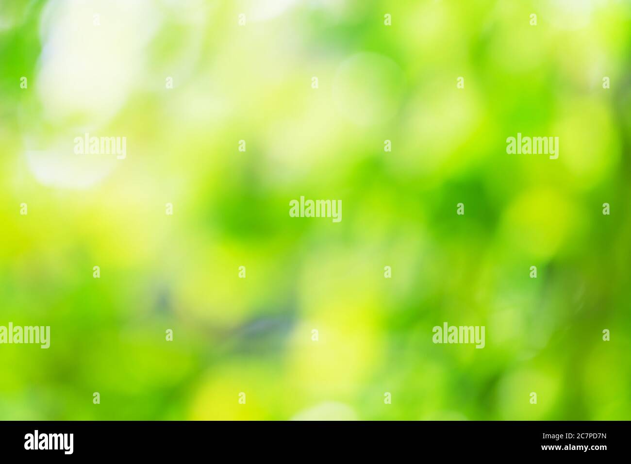 Spring Green abstrakter Hintergrund mit Bokeh Licht Stockfoto