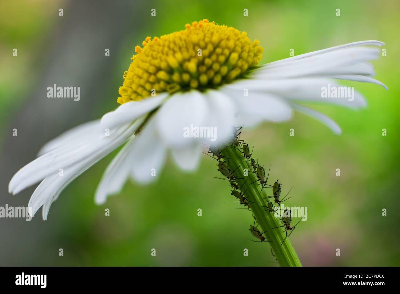 Makro einer Macrosiphum-Blattlaus auf einer Kamillenblüte Stockfoto