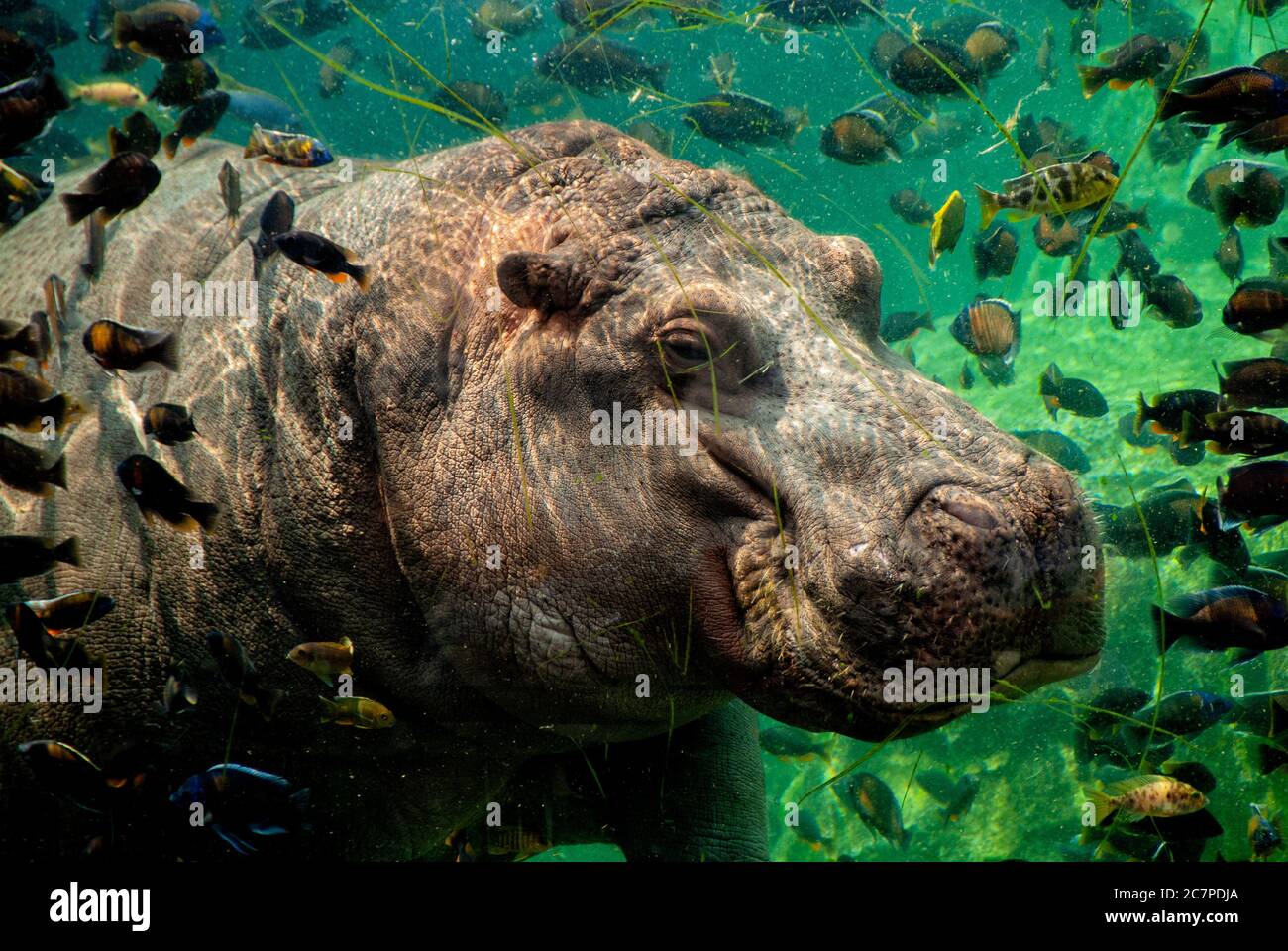 Hippo, Flusspferd amphibius, Unterwasser mit Fischen Stockfoto