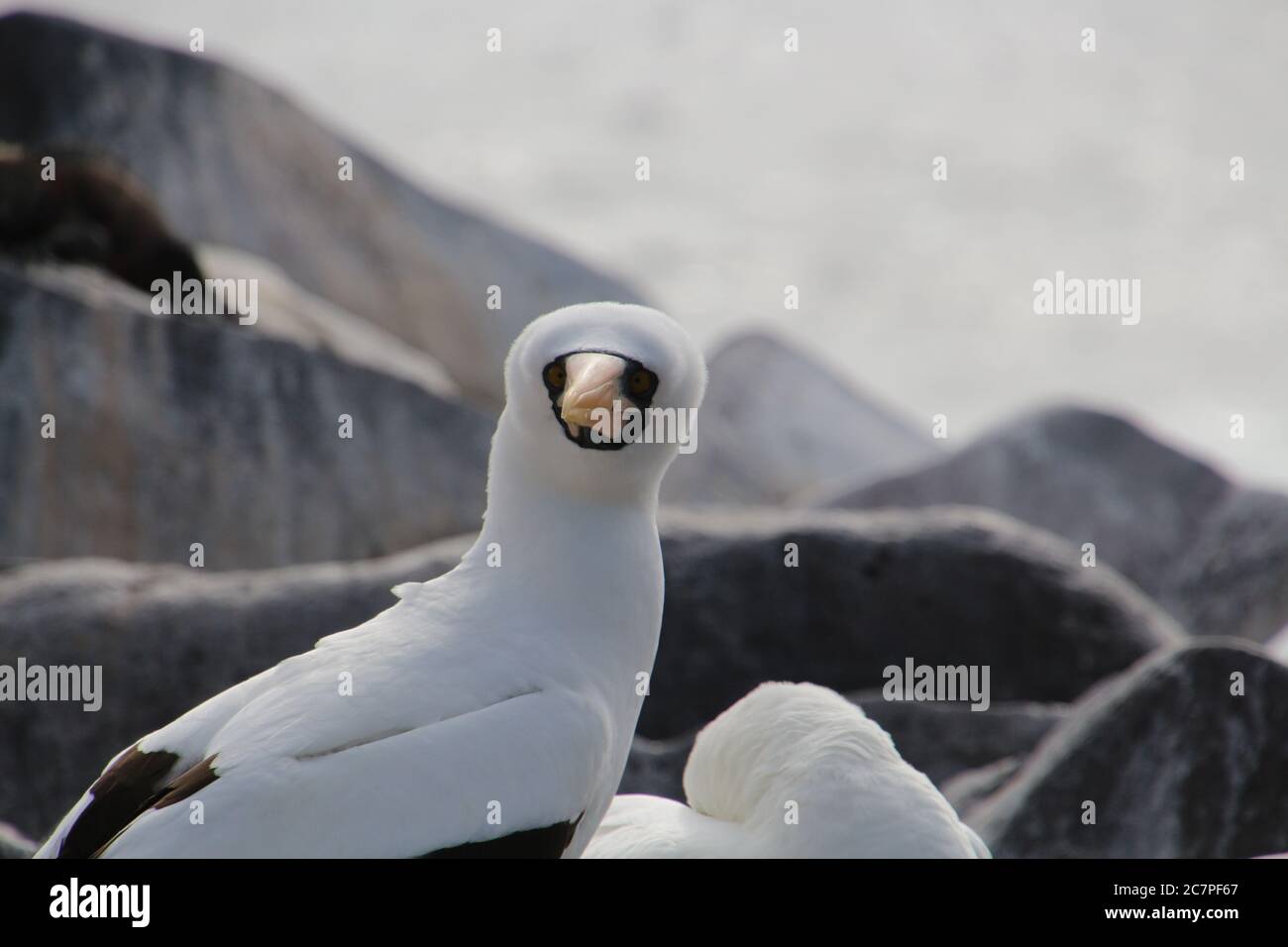 Masked Booby, Nazca Booby, Galapagos Island, Ecuador Stockfoto