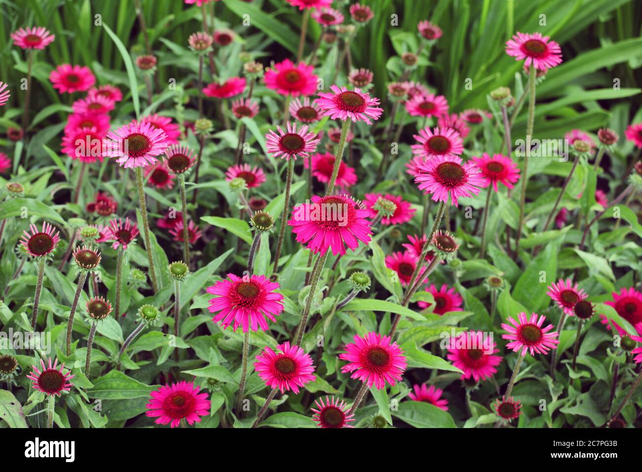 Rosa Echinacea 'Delicious Candy' Maisblüte in den Sommermonaten Stockfoto