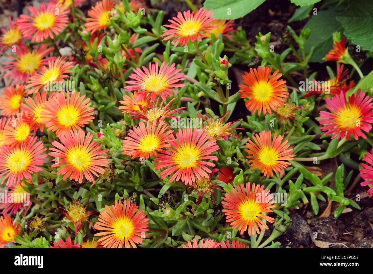 Delosperma Eisanlage 'Wheels of Wonder oder 'Fire Wonder' in Blüte Stockfoto
