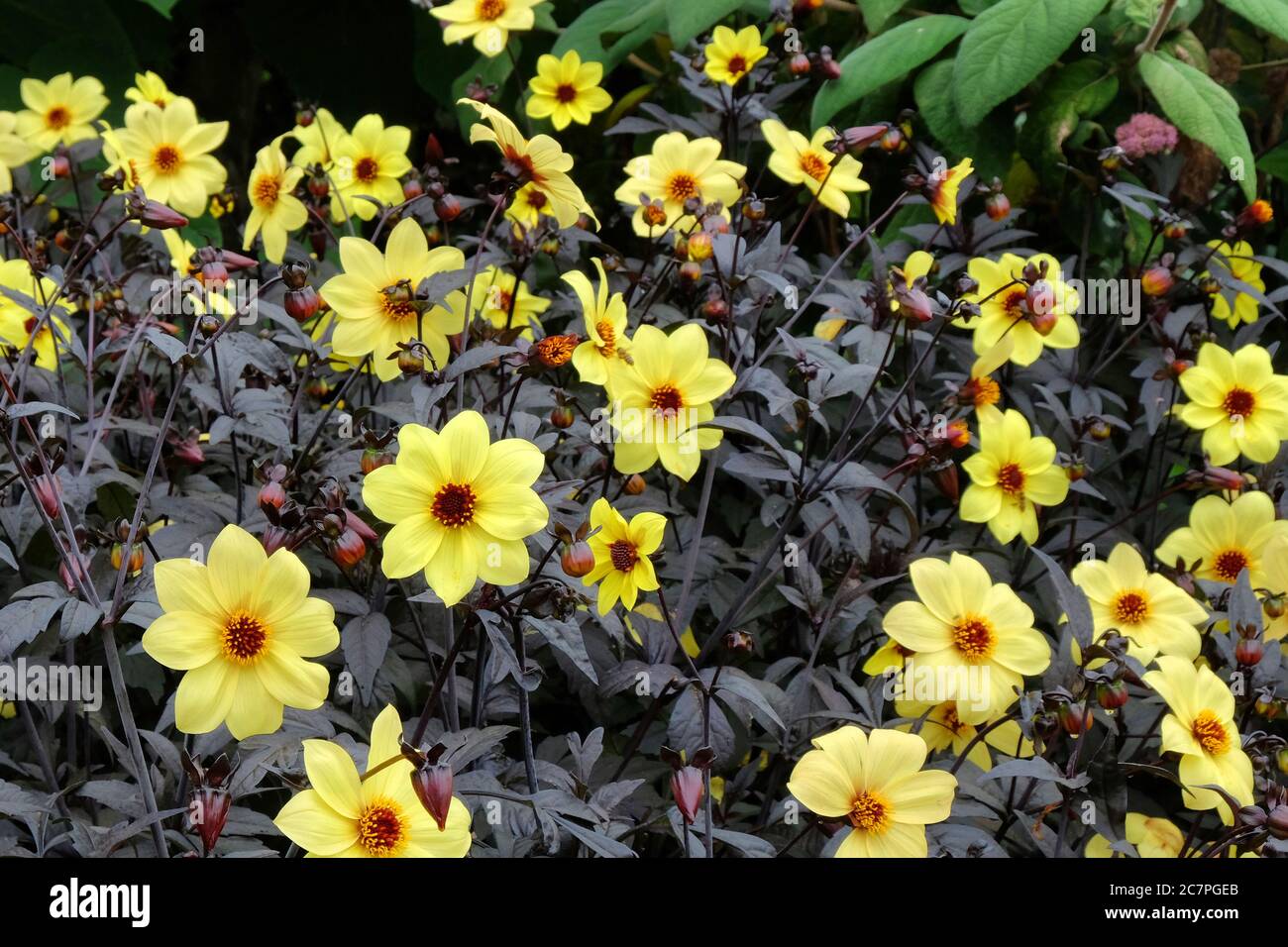 Gelbe Single 'Yellow Hammer' Dahlie in Blüte Stockfoto