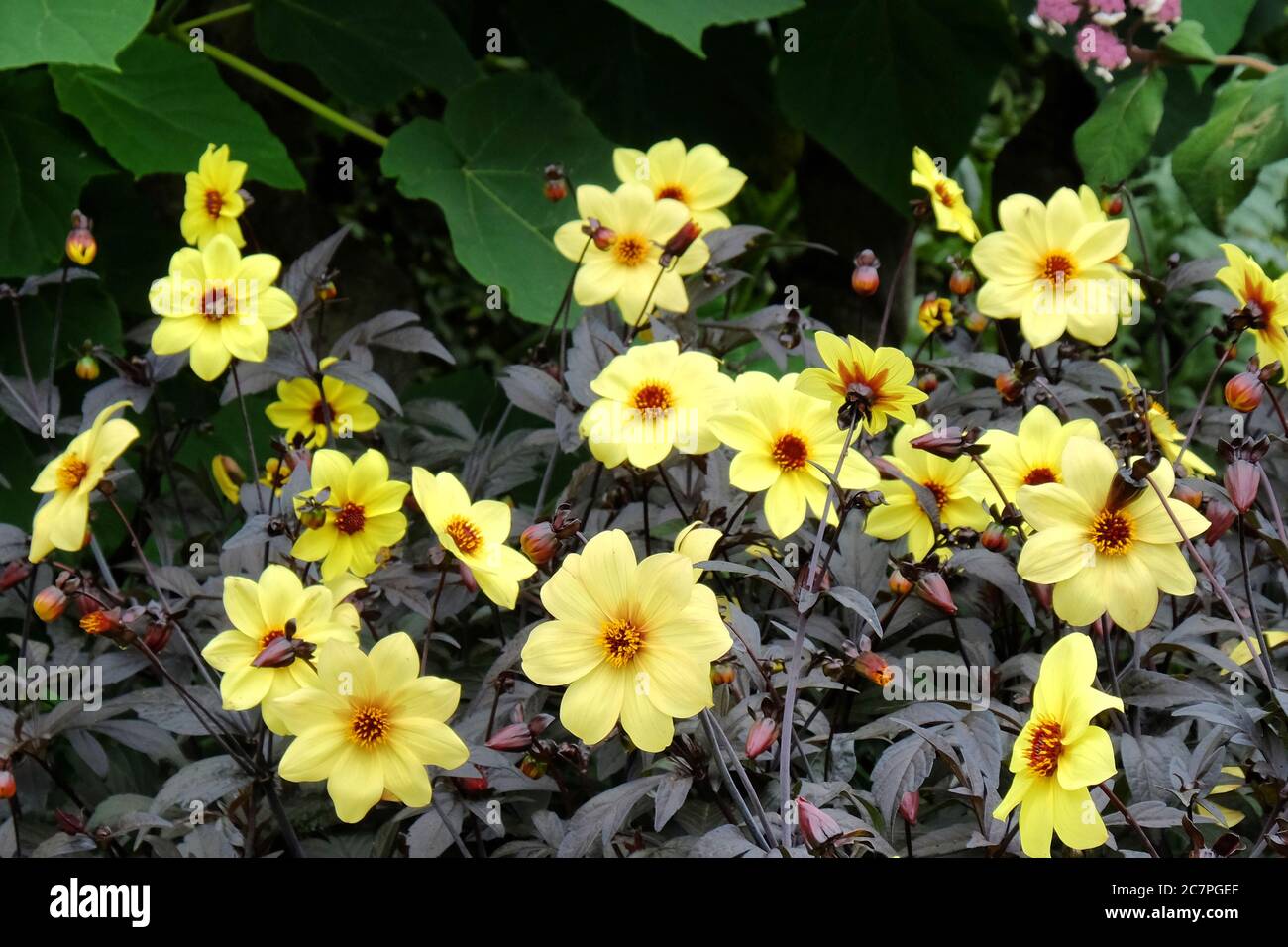 Gelbe Single 'Yellow Hammer' Dahlie in Blüte Stockfoto