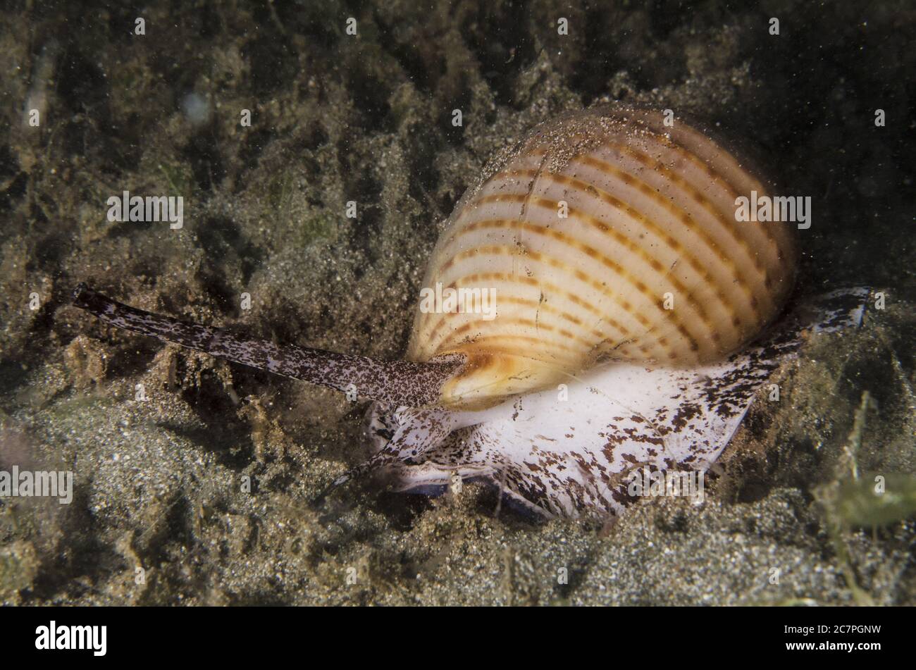 Sea Shell.,Tonna sp.,Tonnidae, Anilao, Batangas, Indo-pazifischer Ozean, Philippinen, Asien Stockfoto