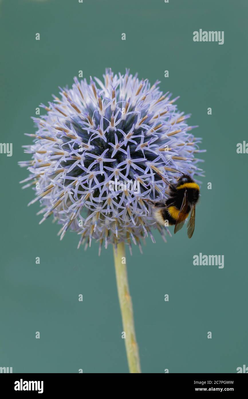 Hummel auf Kugeldistel. Fliederblüte mit hellgrünem Hintergrund. Stockfoto