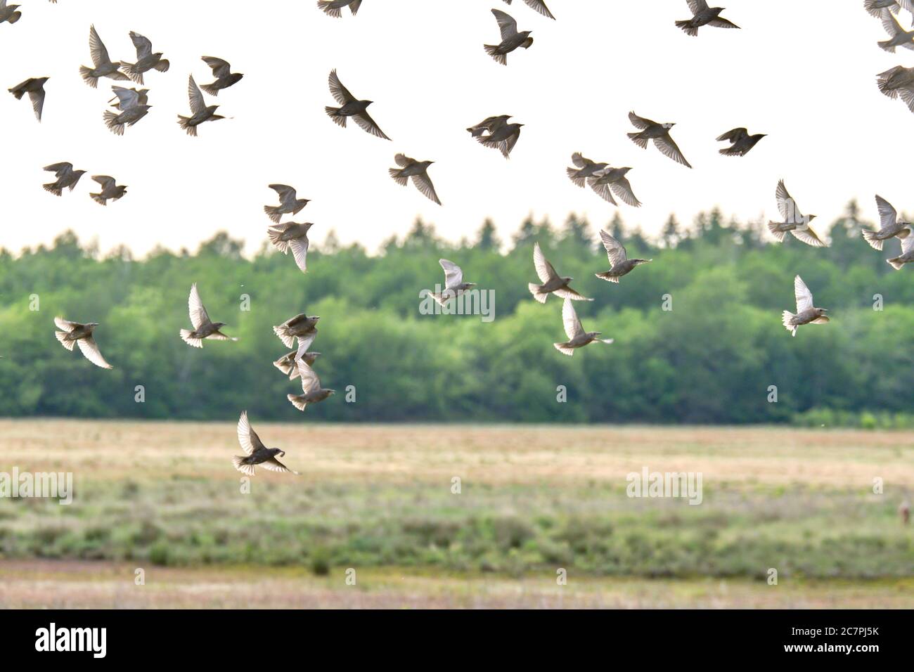 Fliegende Tauben. Flock, Vogelflug. Freie Vögel teilweise isoliert auf weißem Hintergrund, Bäume im Hintergrund Stockfoto