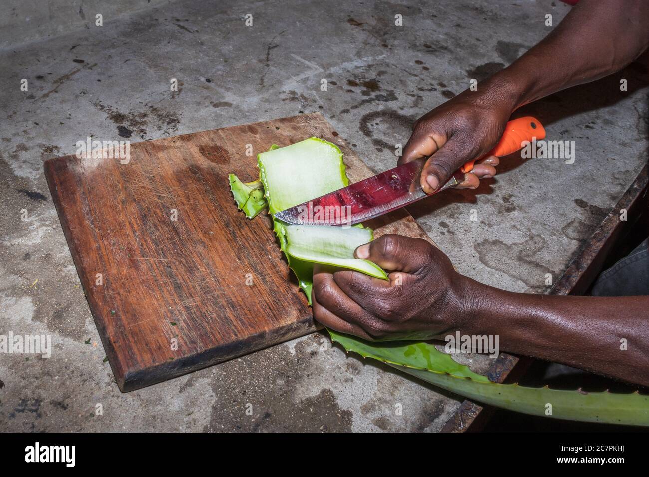 Aloe Vera Pflanze schneiden Stockfotografie - Alamy