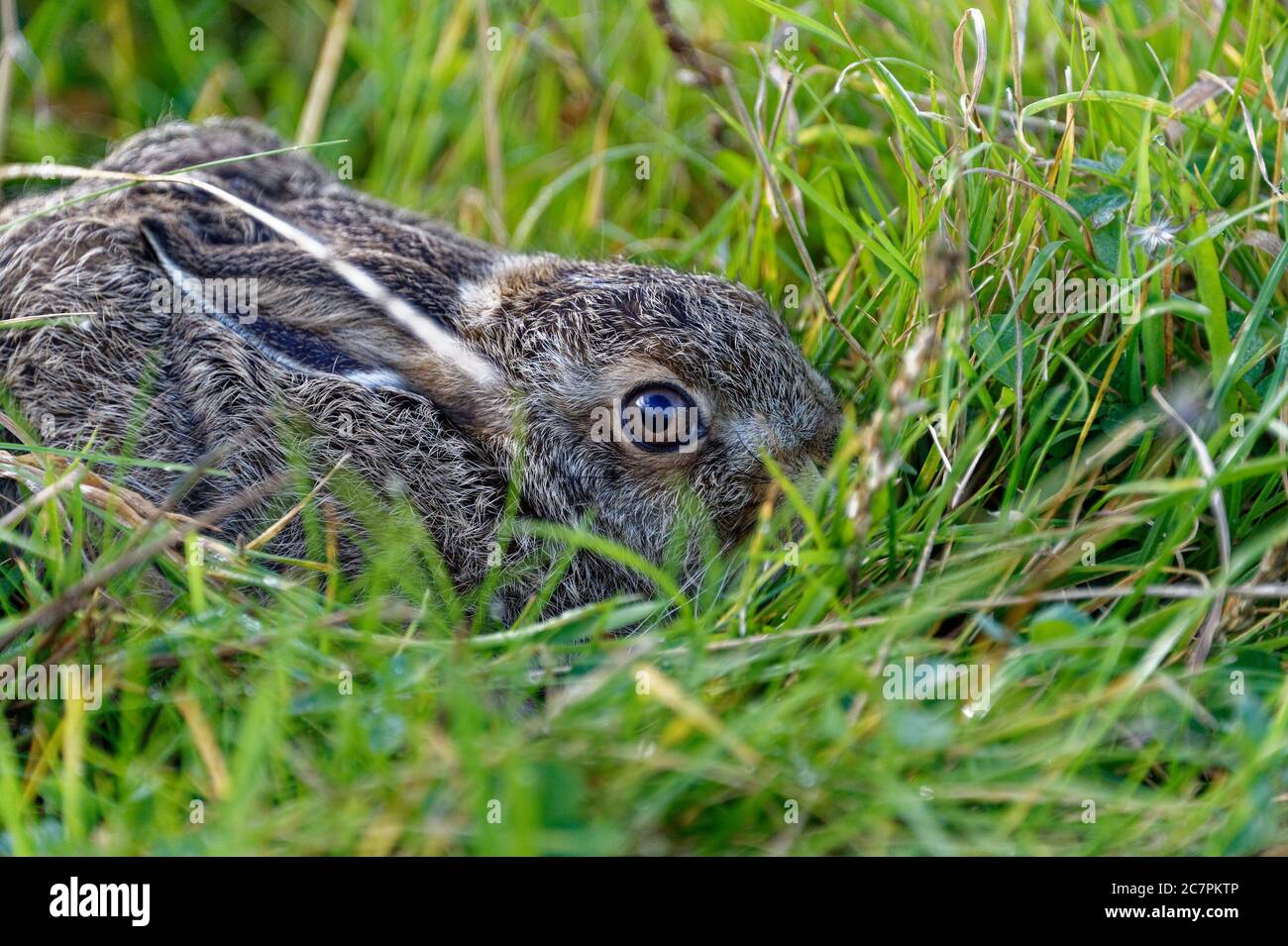 Eurasische Otter (Lutra lutra) unreif in der Pflege in Wildlife-Rettungszentrum. Stockfoto