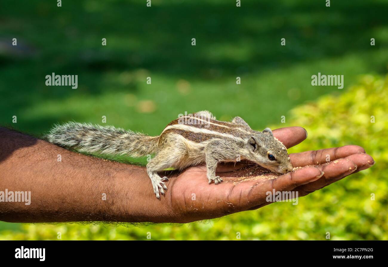 Eichhörnchen sind Mitglieder der Familie Sciuridae Stockfoto