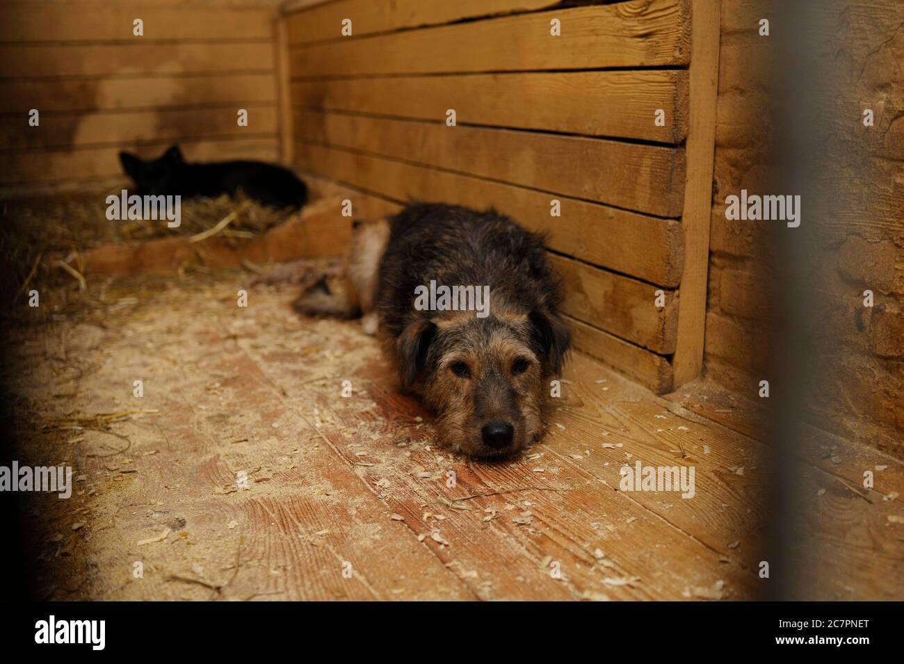 Tiermissbrauch. Trauriger streunender Hund, der hinter Gittern in der Voliere sitzt Stockfoto