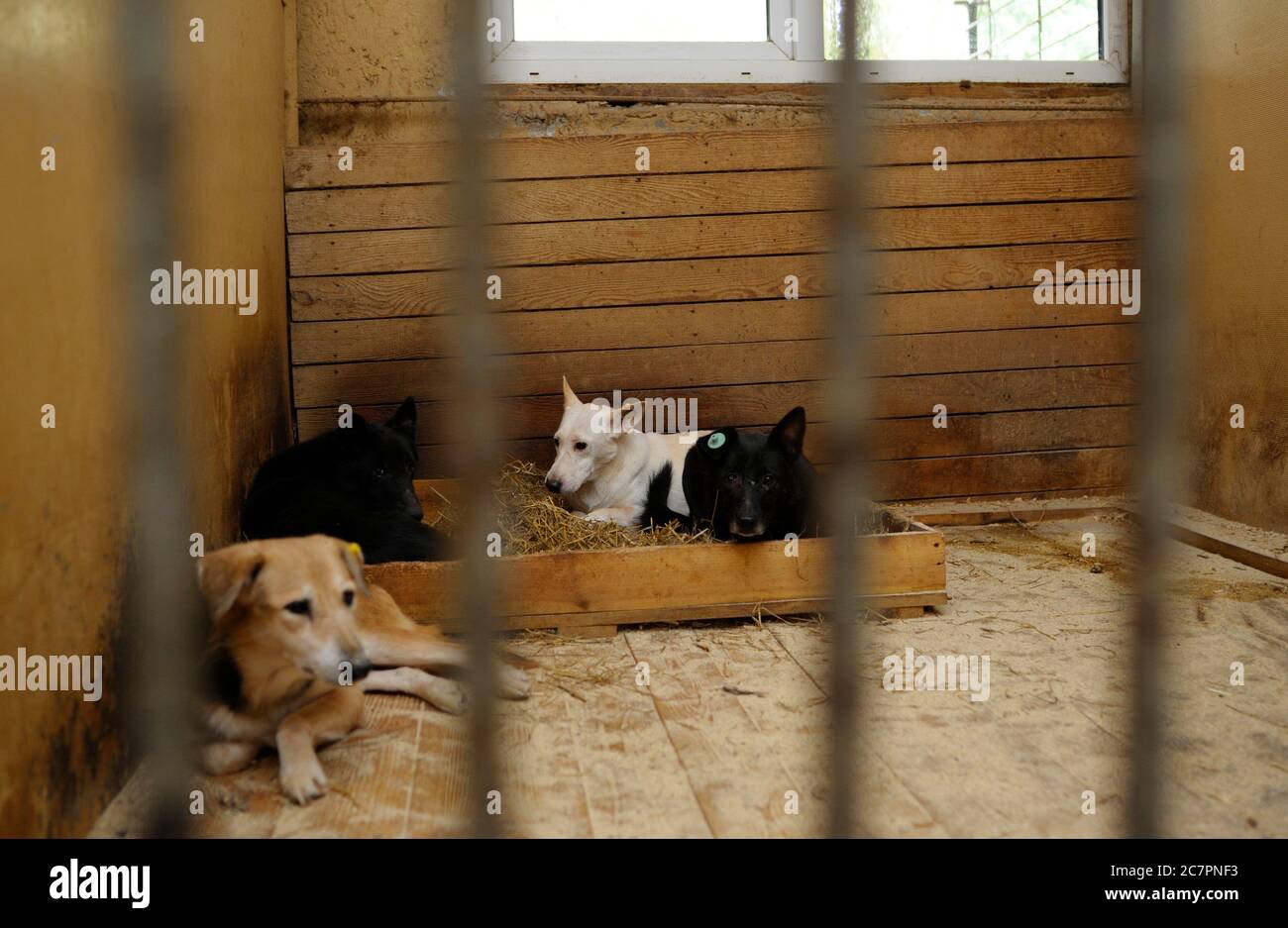 Tiermissbrauch. Trauriger streunender Hund, der hinter Gittern in der Voliere sitzt Stockfoto