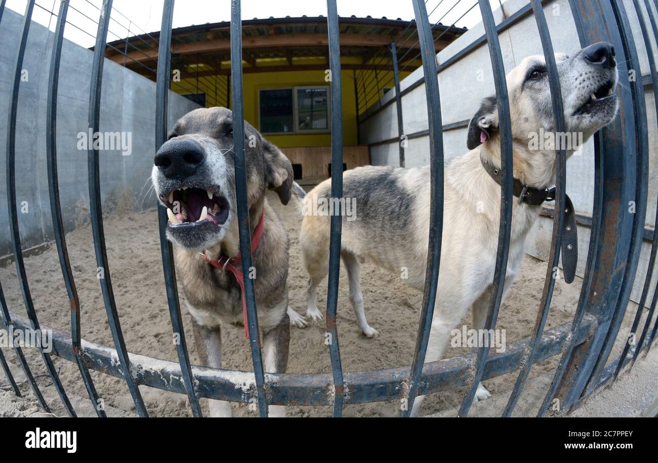 Tiermissbrauch. Agressive streunende Hunde knarren hinter Gittern in der Voliere Stockfoto