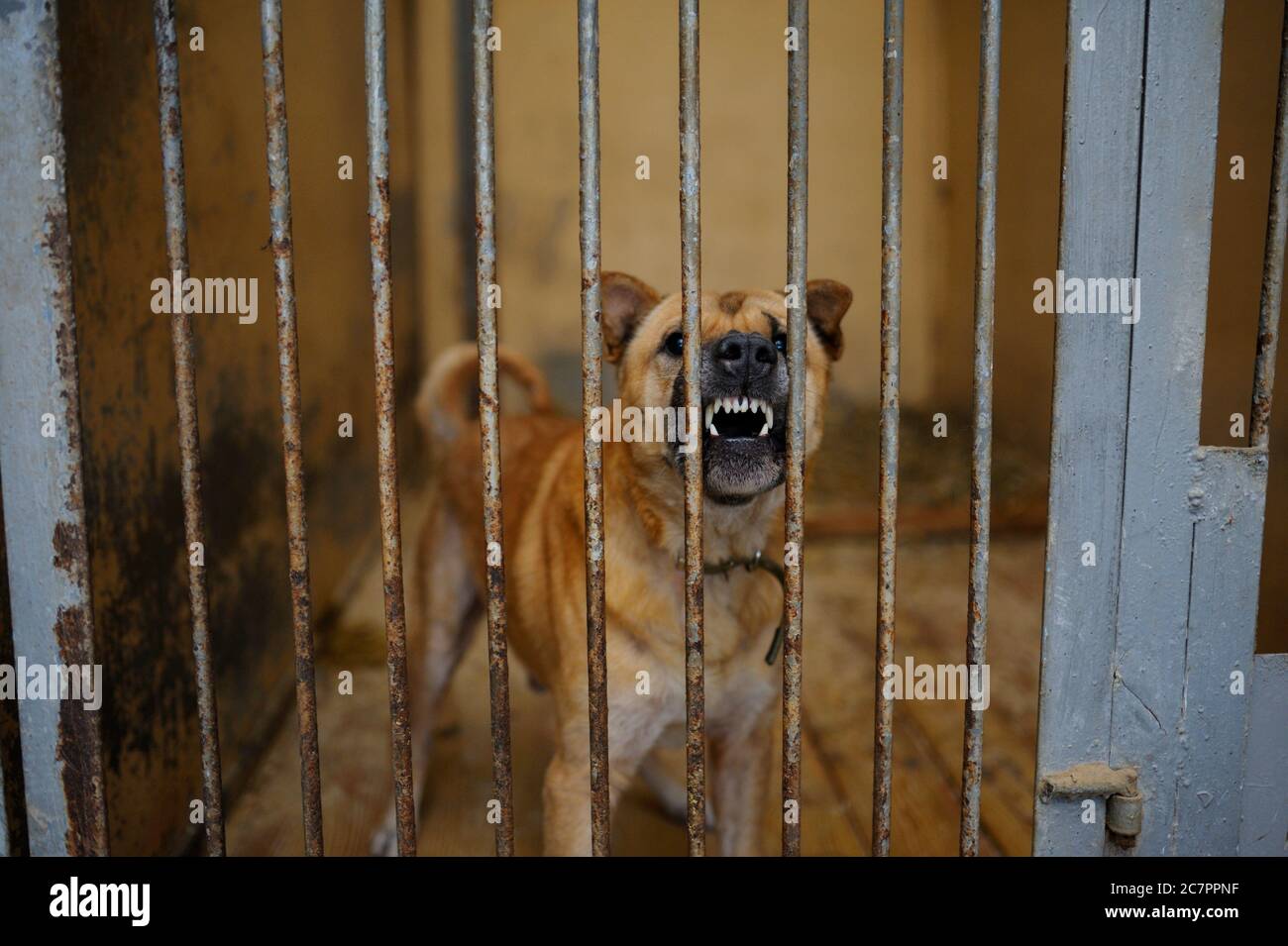 Tiermissbrauch. Agressive streunende Hunde knarren hinter Gittern in der Voliere Stockfoto