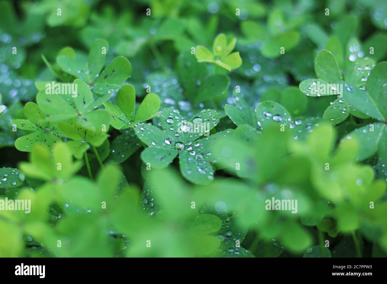 Makrofotografie - Nahaufnahme von Regentropfen auf dem nassen grünen Klee - nach der Regenfotografie Stockfoto