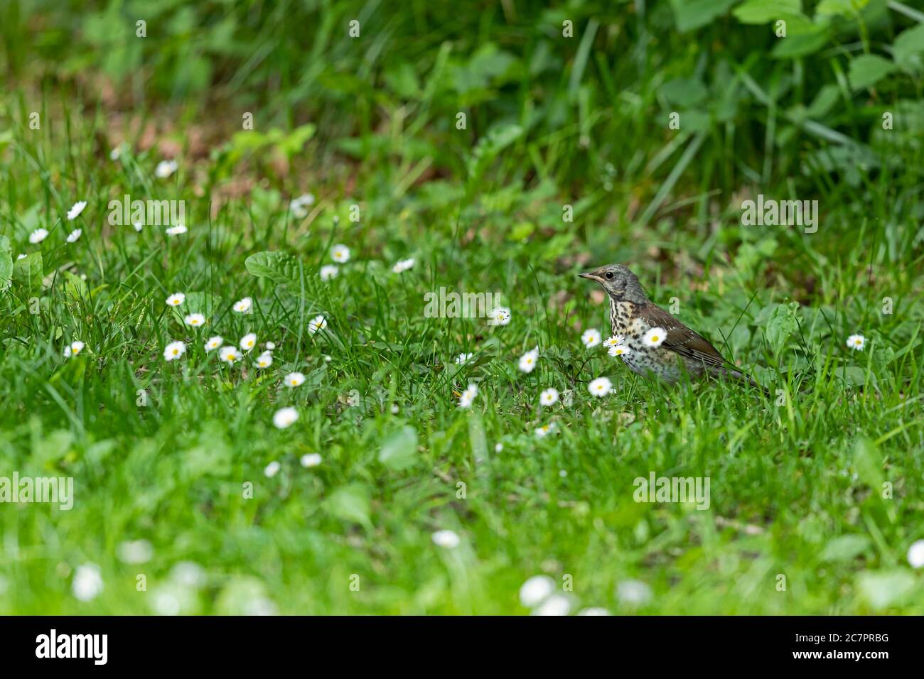 Eine Jungfieldfare auf einer grünen Wiese am Starnberger See Stockfoto