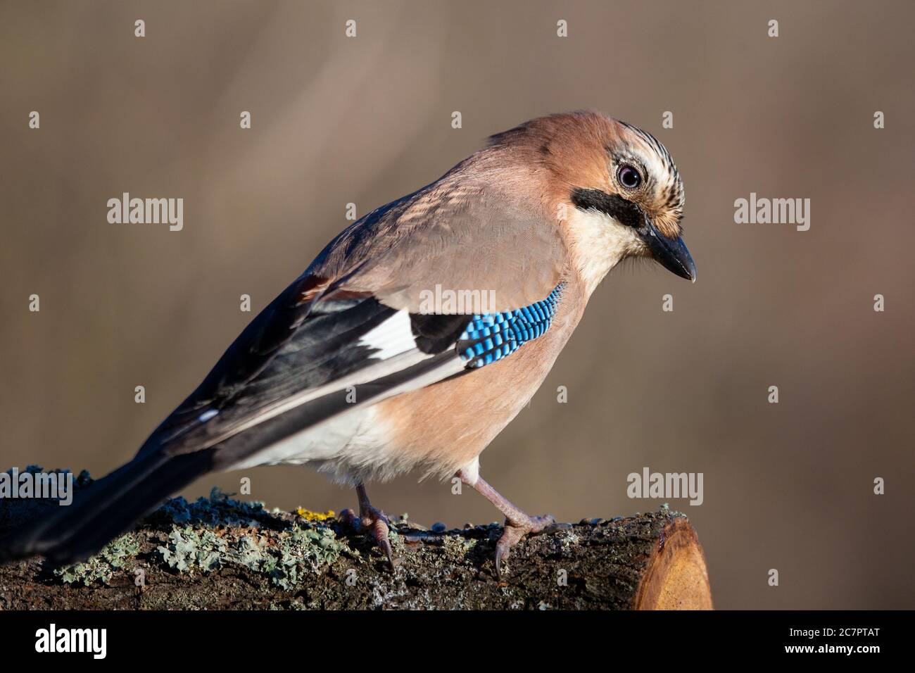 Fantastische Nahaufnahme des Eurasischen Eichelhäher-Vogels. Stockfoto