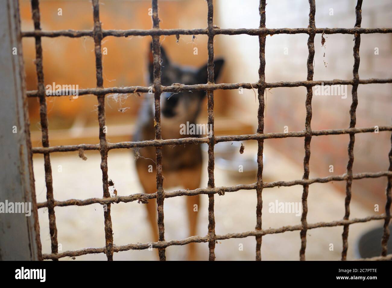 Rostige Balken der Voliere des Tierheims, verschwommener streunender Hund hinter Gittern Stockfoto