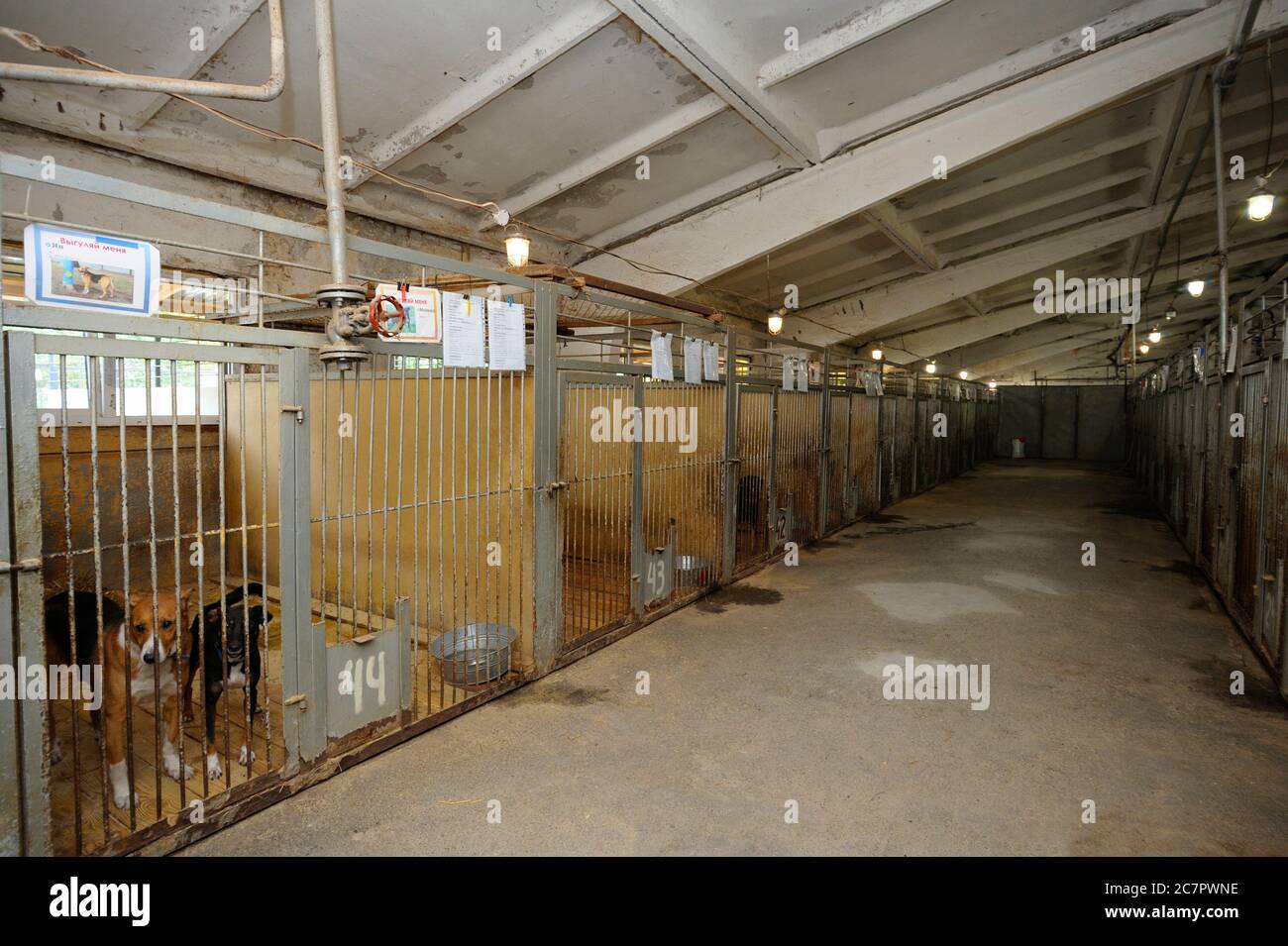 Kommunales Tierheim: hangar mit Reihe von Volieren im Innenbereich, streunende Hunde, die hinter Gittern bellten Stockfoto