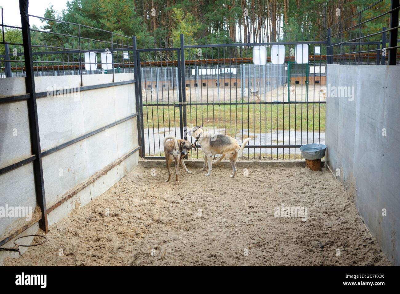 Kommunales Tierheim: hangar mit Reihe von Volieren im Innenbereich, streunende Hunde, die hinter Gittern bellten Stockfoto