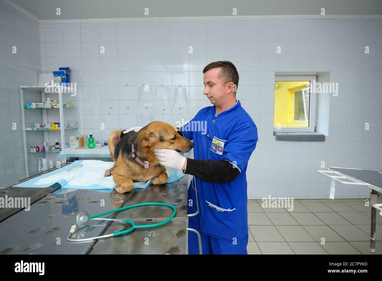 Im Veterinärbüro. Tierarzt Vetting streunenden Hund auf dem med Tisch liegen. Oktober 2019. Kommunales Tierheim. Borodyanka, Ukraine Stockfoto