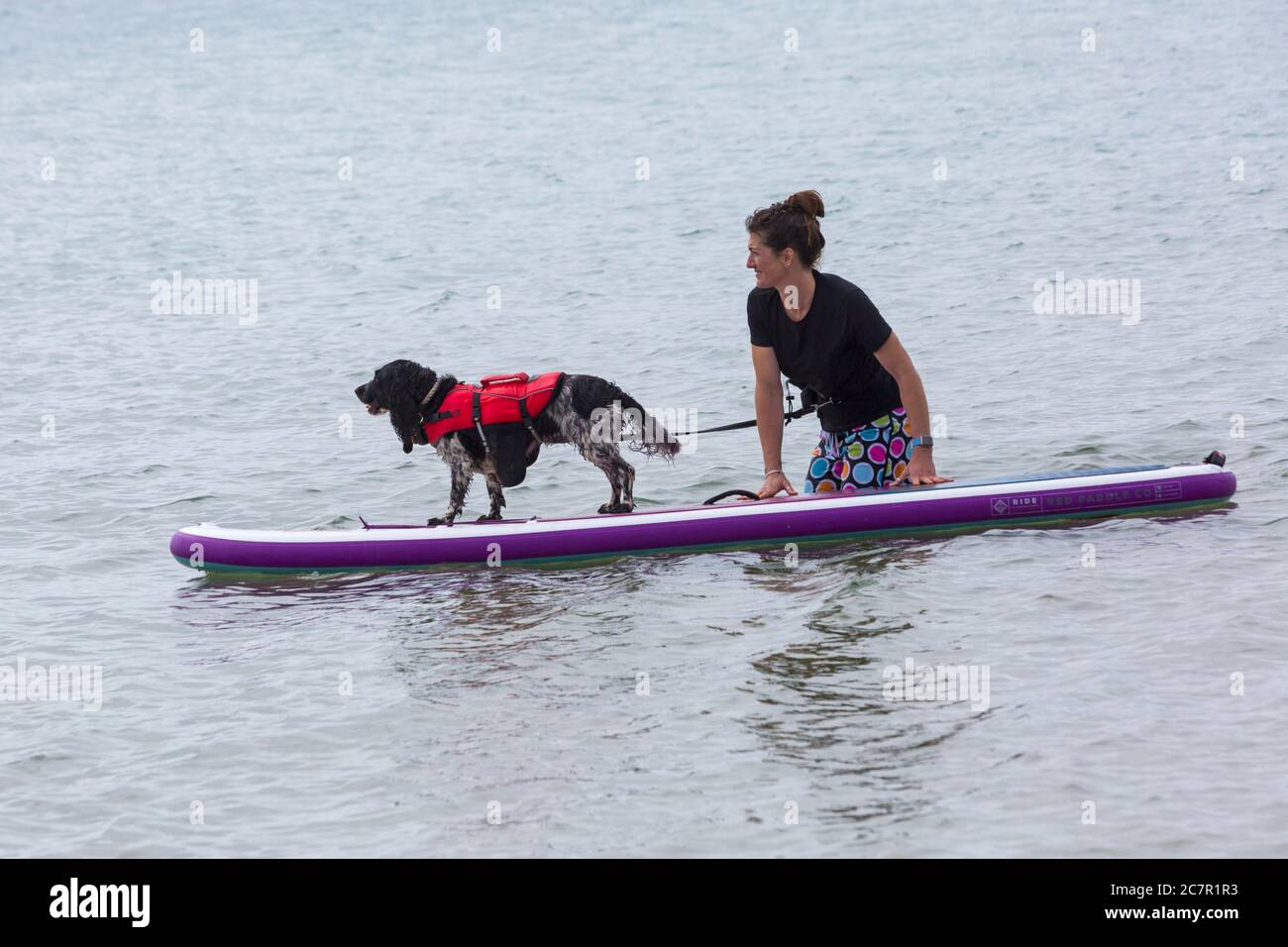 Poole, Dorset, Großbritannien. Juli 2020. Hundetrainings am Strand mit Hunden lernen, Paddleboard zu lernen und erhöhen ihr Vertrauen in das Meer. Cocker Spaniel auf Paddle Board. Quelle: Carolyn Jenkins/Alamy Live News Stockfoto