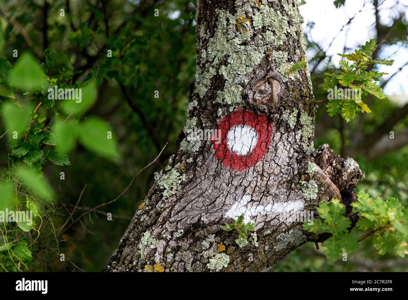 Wandermarkierung auf einem Baum, der auf den richtigen Weg zeigt Stockfoto