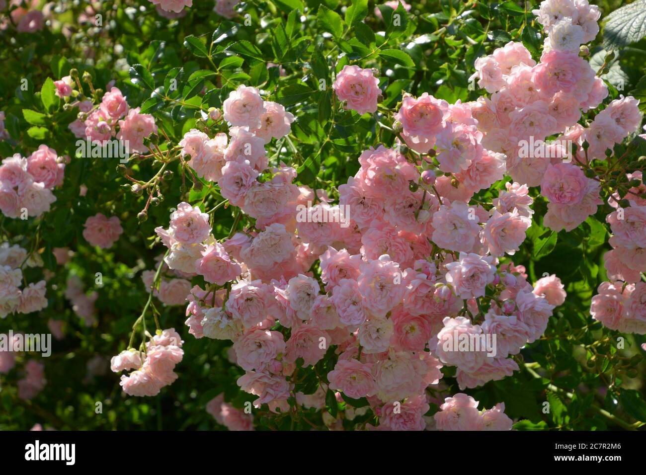 Großer Busch mit rosa Gartenrosen in Blüte Stockfoto