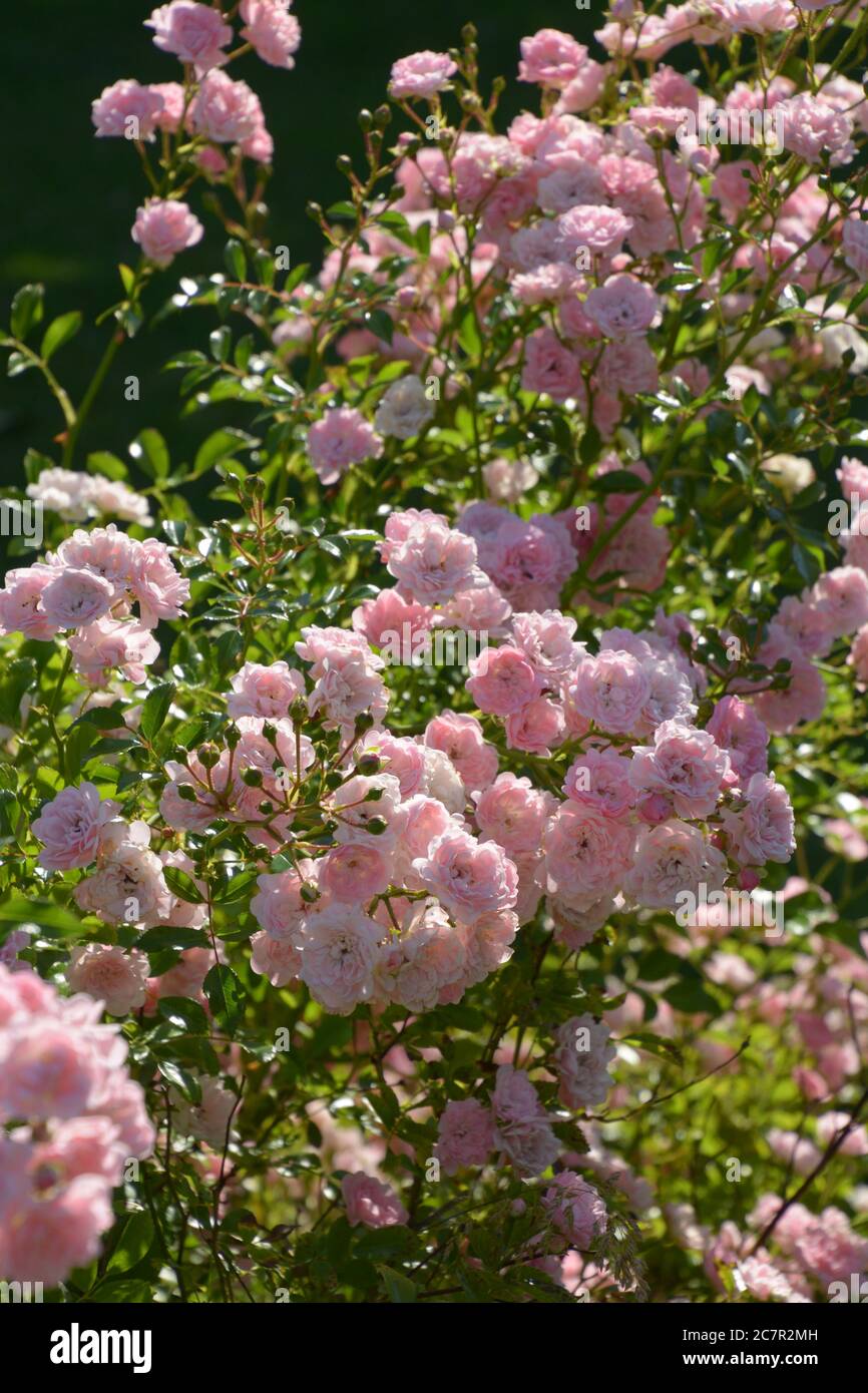 Gartenrosen mit winzigen rosa Blüten in der Abendsonne Stockfoto