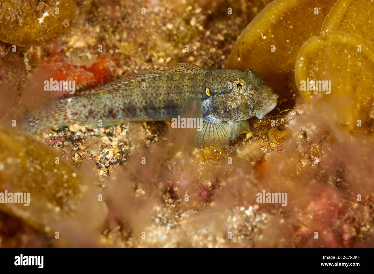 Goldfleck-Habitatbarsch (Gnatholepis thompsoni) Nahaufnahme Fischportrait im Meeresschutzgebiet Mar de las Calmas (El Hierro, Kanarische Inseln, Atlantik, Spanien) Stockfoto