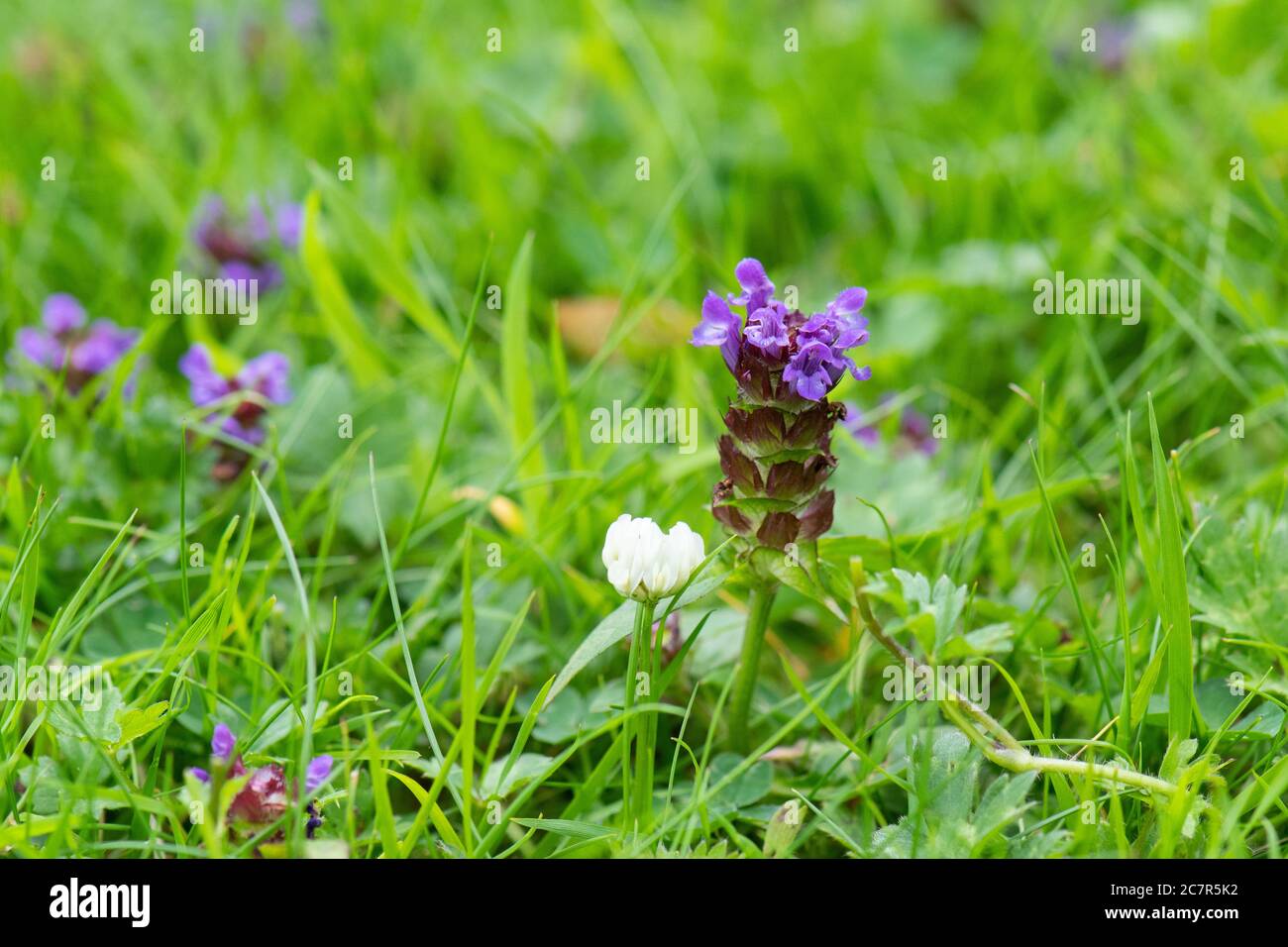 Selbstheilung - Prunella vulgaris - wächst in Garten Rasen länger gewachsen, um Wildblumen und Tiere zu fördern - Schottland, Großbritannien Stockfoto