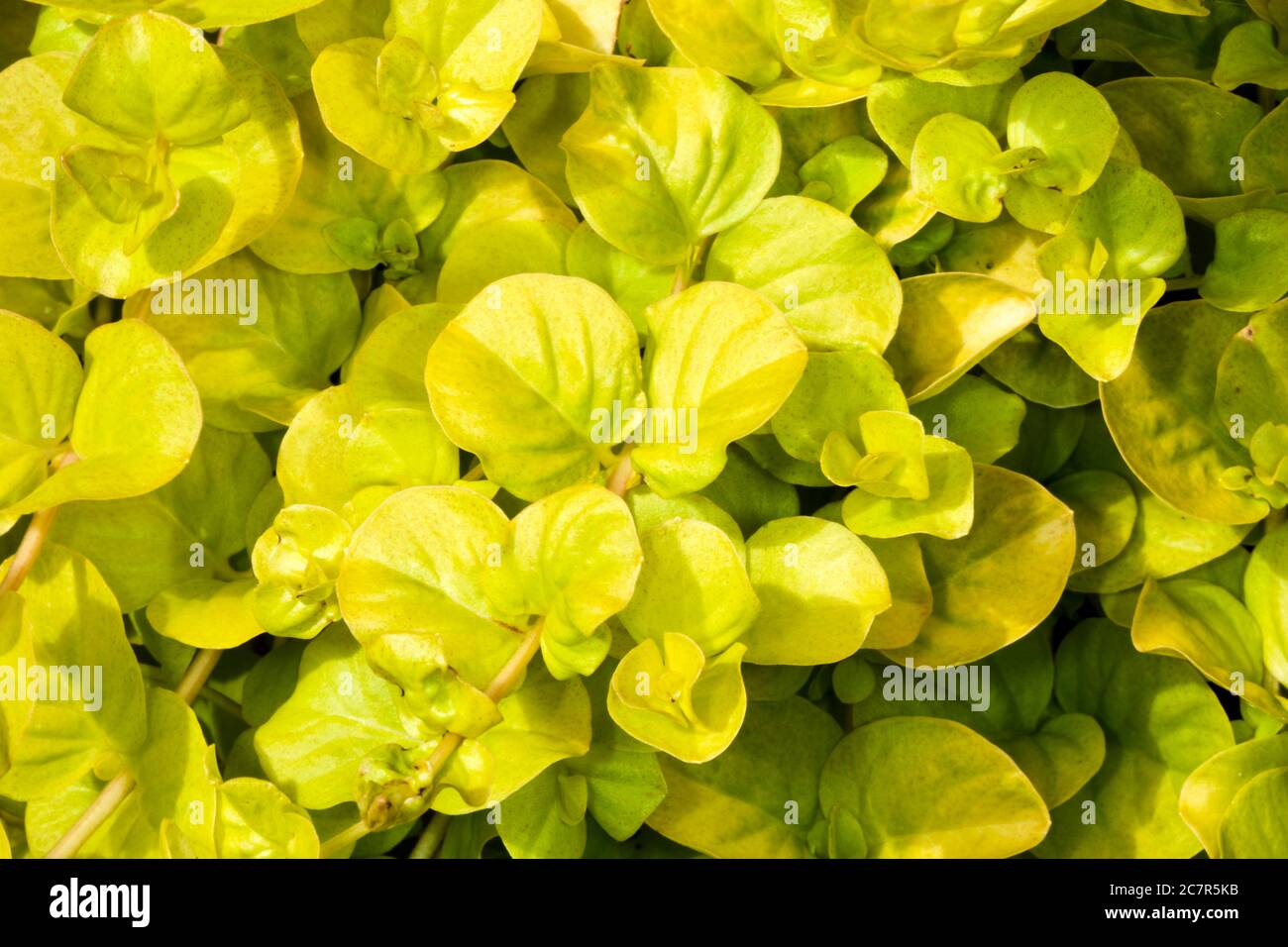 Bild von Lysimachia Nummularia &lsquo;Aurea&rsquo;