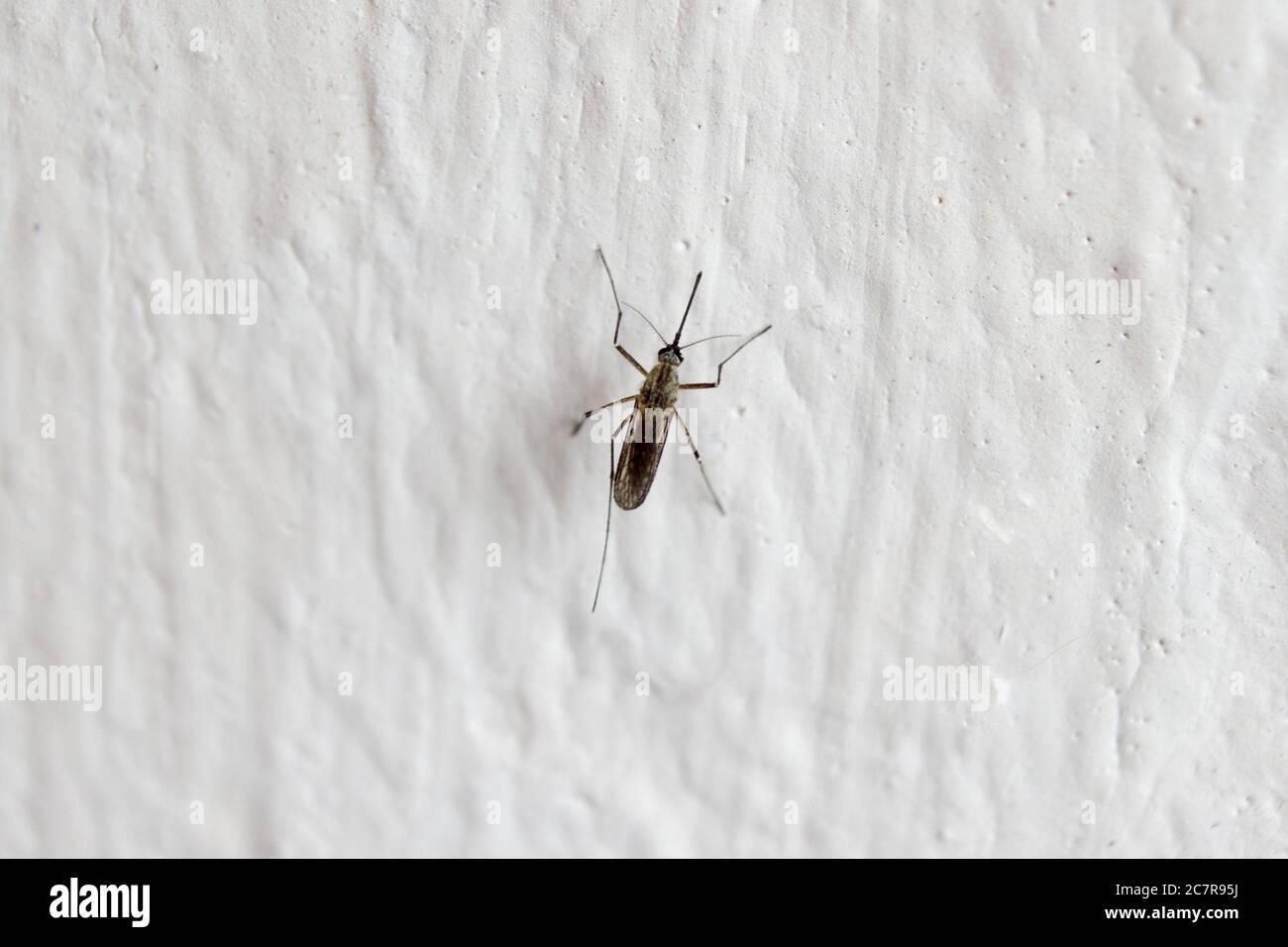 Detail einer Mücke an der Wand in zu Hause Stockfoto
