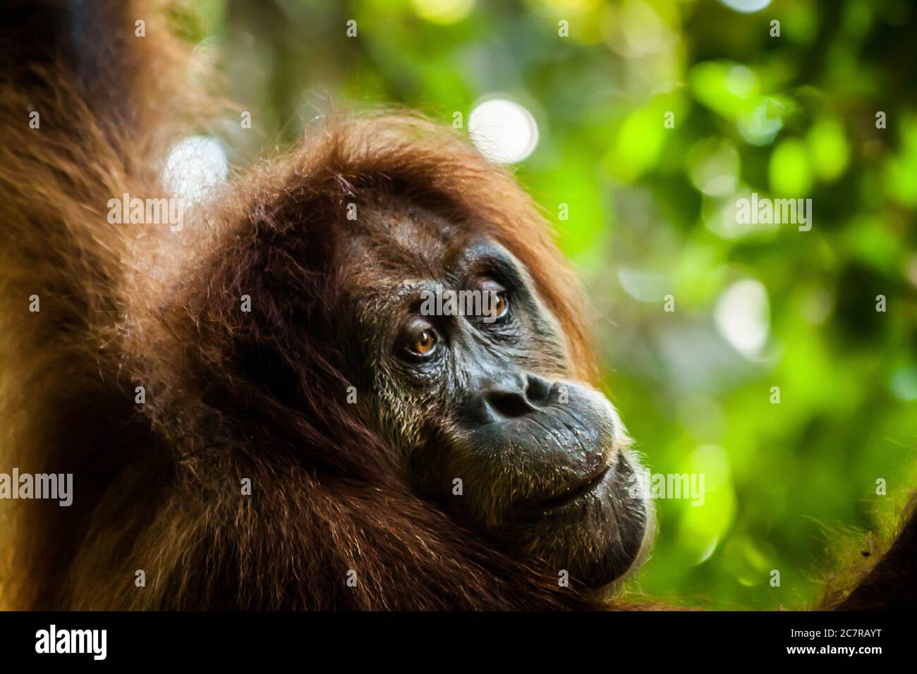 Ein Nahaufnahme des Gesichts eines Sumatraer Orang-Utans Stockfoto