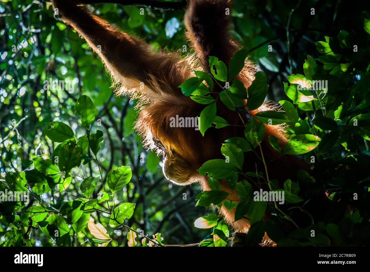 Profilbild eines wilden Orang-Utans, der in seinem natürlichen Lebensraum auf der Insel Sumatra an einem Baum hängt Stockfoto