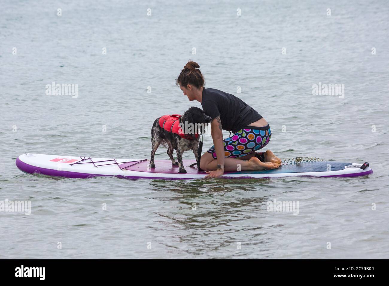 Poole, Dorset, Großbritannien. Juli 2020. Hundetrainings am Strand mit Hunden lernen, Paddleboard zu lernen und erhöhen ihr Vertrauen in das Meer. Cocker Spaniel auf Paddle Board mit Besitzer. Quelle: Carolyn Jenkins/Alamy Live News Stockfoto