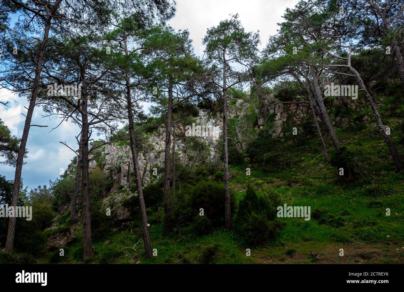 Zedern im dichten Wald der Insel Zypern an einem klaren Sommertag. Stockfoto