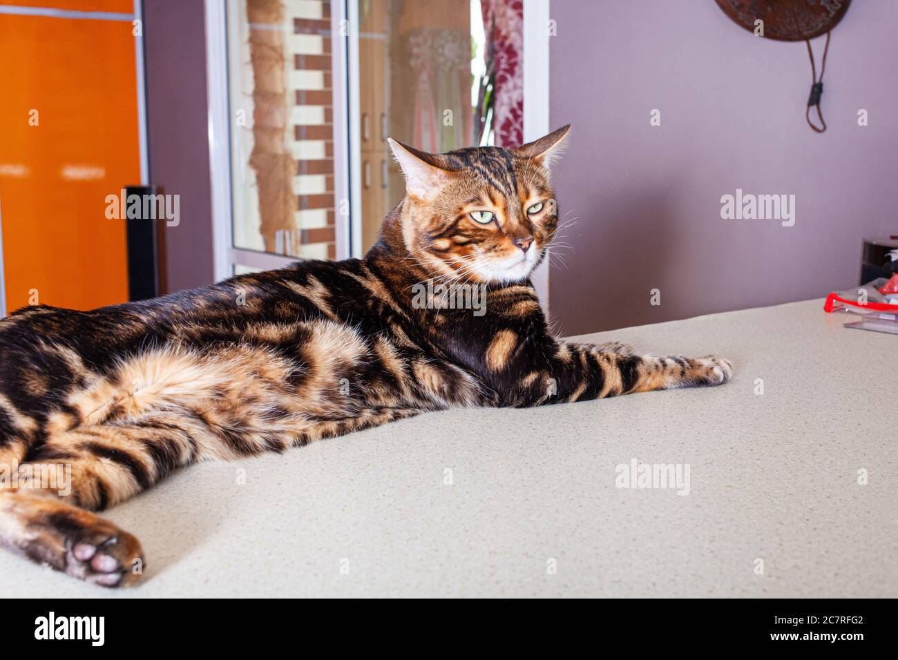 Eine braune Leopard-beige Katze liegt auf einem beigen Tisch.  Internationaler Gewinner von Ausstellungen mit vielen Preisen. Die Katze  mit grünen Augen ruht und genießt li Stockfotografie - Alamy