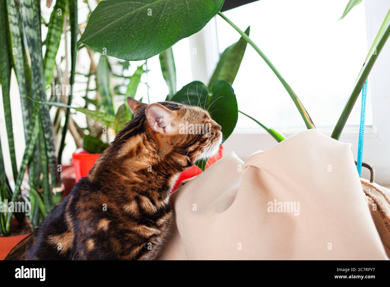 Eine braune Leopard bengal Katze schnüffelt eine grüne Monsterblume. Katzen- und Zimmerblumen in der Wohnung. Eine Katze im Hintergrund eines Fensters in der Küche ne Stockfoto