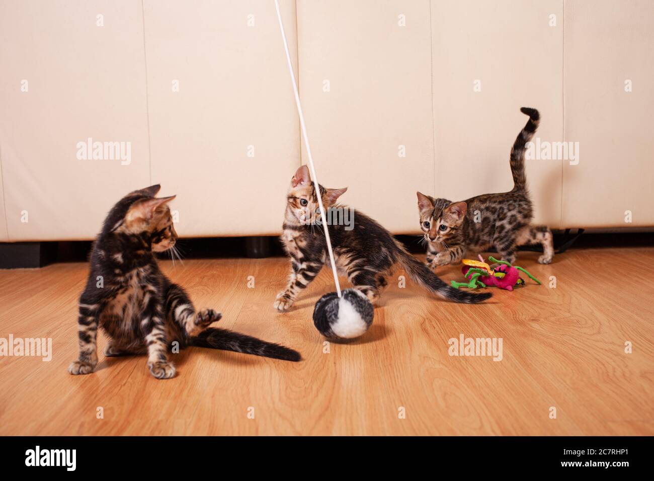 Braune kleine Bengali Leoparden Tiger Kätzchen spielen in der Wohnung vor dem Hintergrund eines beigefarbenen Ledersofas, ein leerer Platz für Text. Neugeborenes 2- Stockfoto