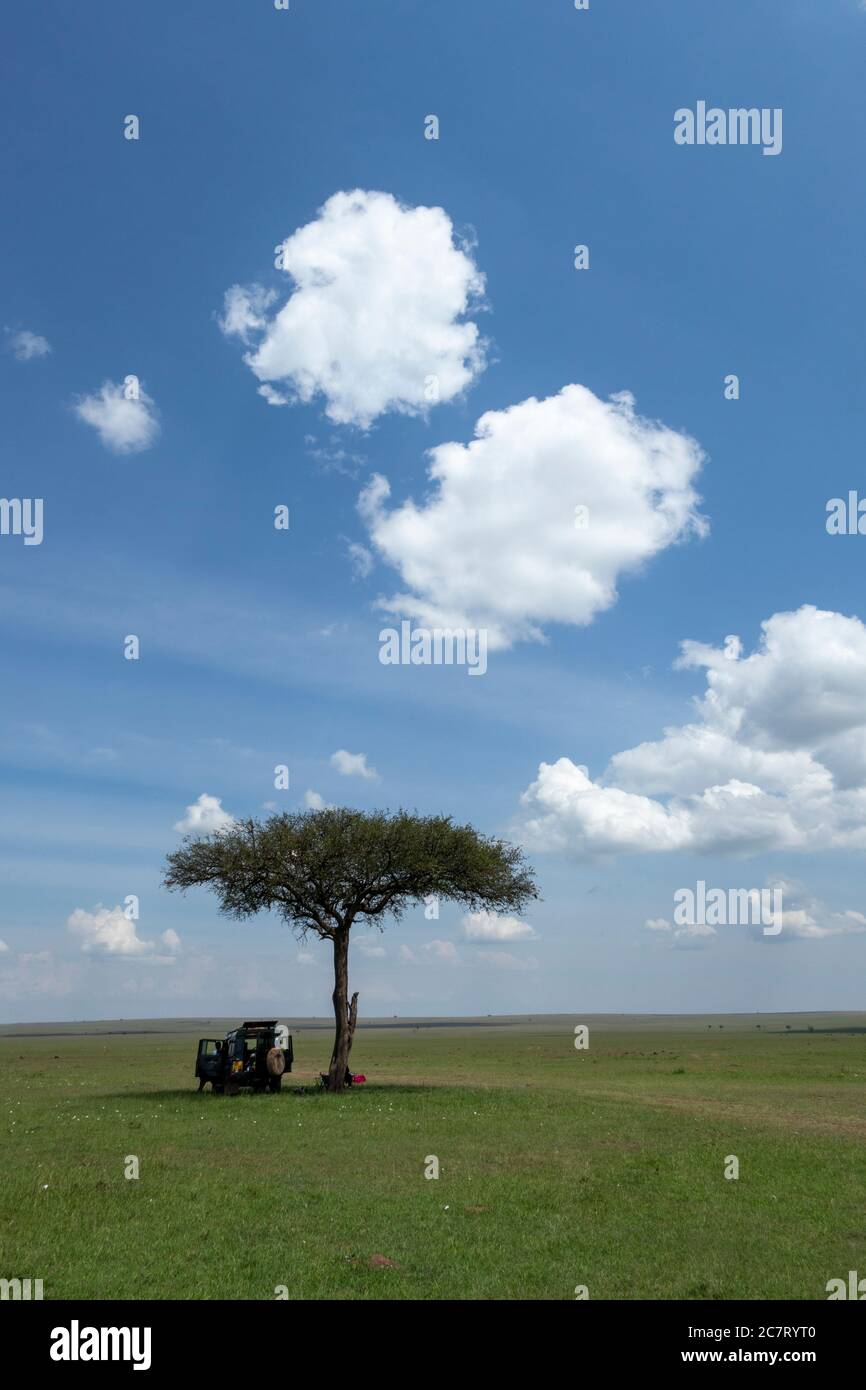 Safari-Picknick, Masai Mara, Kenia Stockfoto