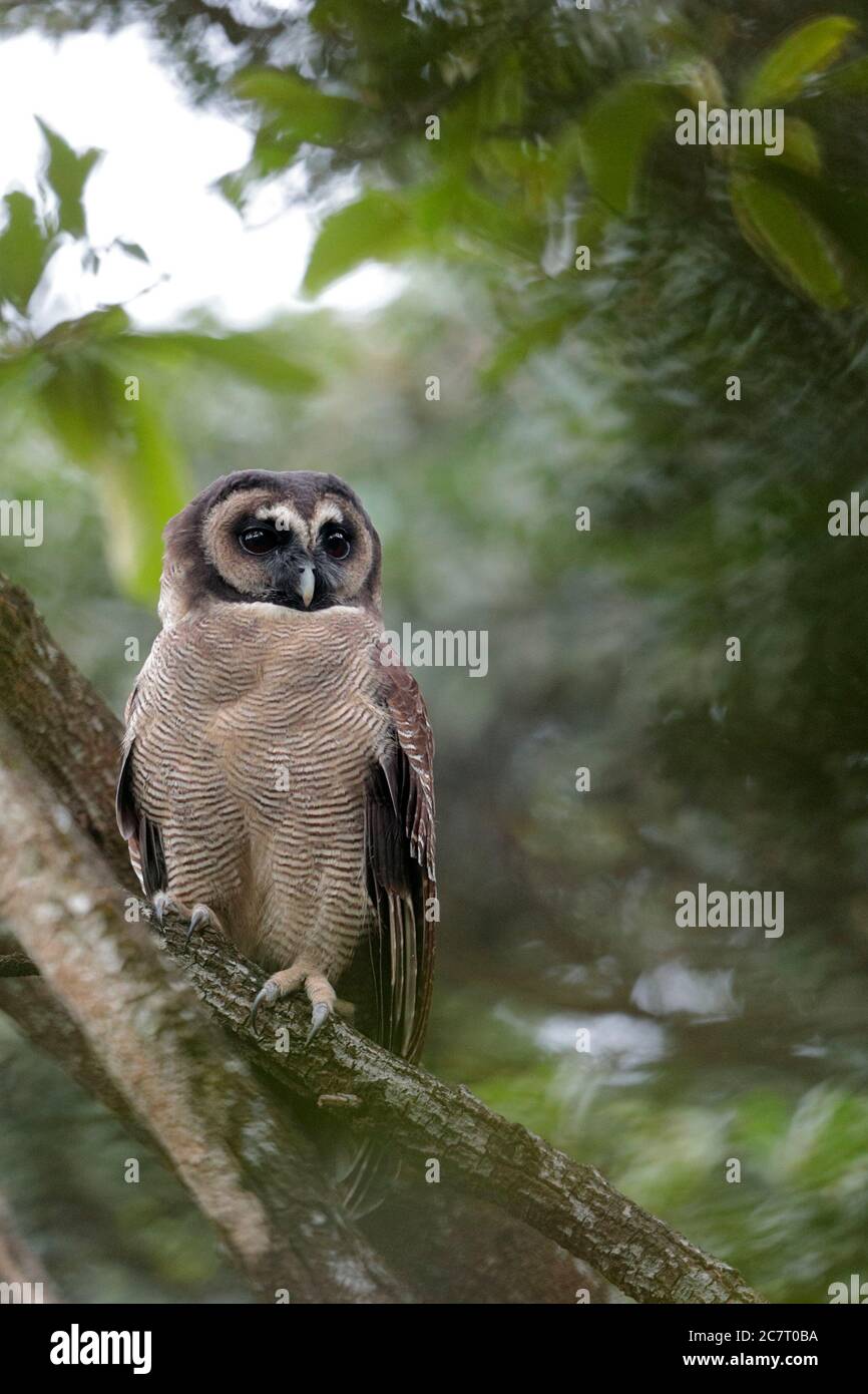 Braune Holzeule (Strix leptogrammica) - Tai Lam Country Park, Hongkong, China 26. November 2019 Stockfoto