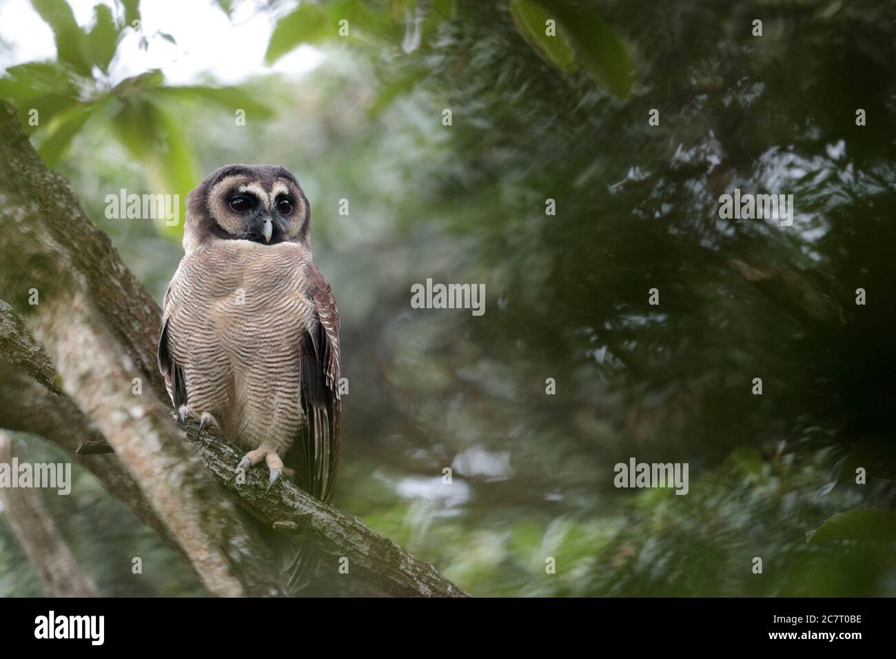 Braune Holzeule (Strix leptogrammica) - Tai Lam Country Park, Hongkong, China 26. November 2019 Stockfoto