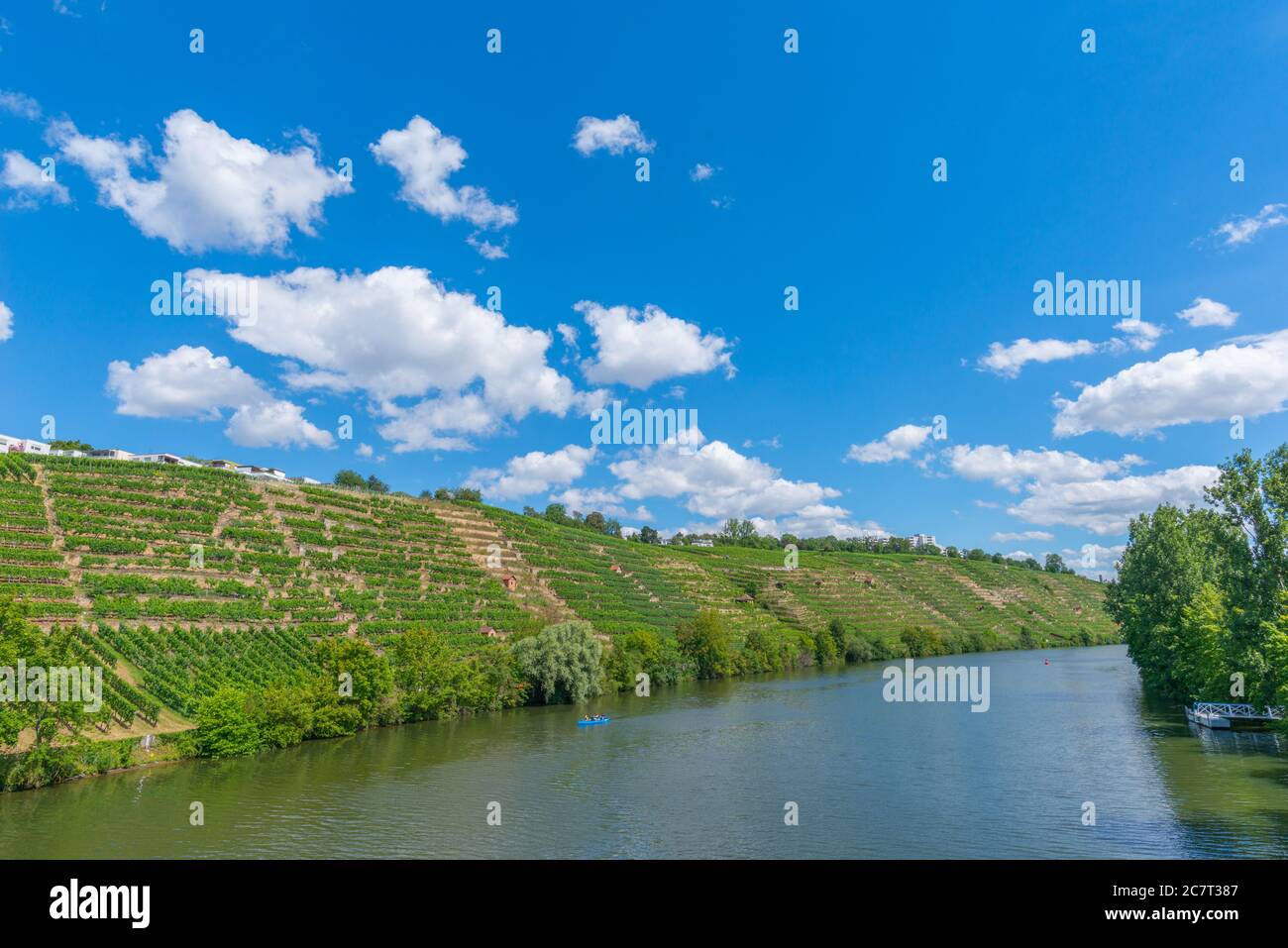 Weinberge von Stuttgart-Mühlhausen am Neckar, Stadt Stuttgart, Baden-Württemberg, Süddeutschland, Mitteleuropa Stockfoto