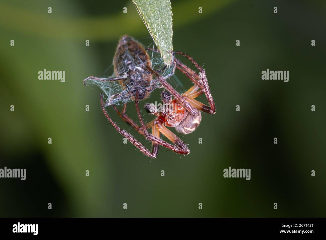Eine männliche Gartenspinne (Araneus diadematus) hält sich prekärisch am Ende eines Blattes, während sie ihren neu gefangenen Weevil in Seide umhüllt Stockfoto