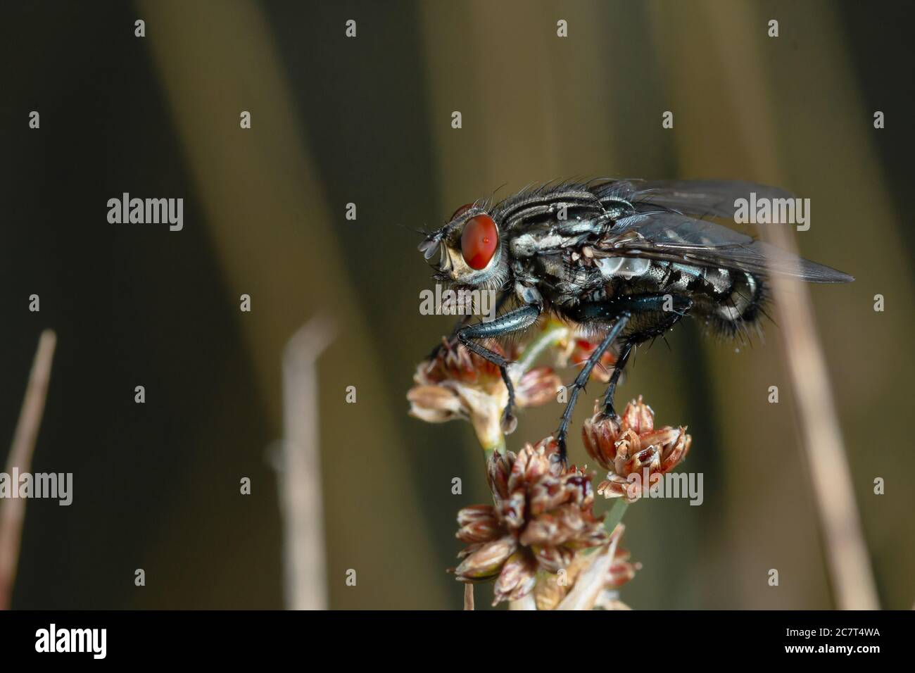 Die Fliege hält auf ihrer Suche nach Nahrung an, die auf der Segge Blume stoppt Stockfoto